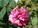 Russeliana