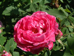 Commandant Beaurepaire