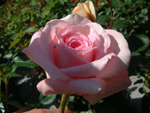 Abraham Darby