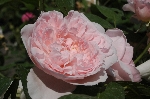 Eglantyne