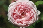 Eglantyne