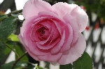 Gertrude Jeckyll