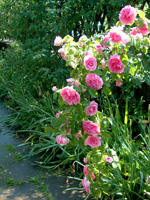 Gertrude Jeckyll