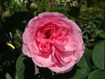 Gertrude Jeckyll