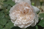 Glamis Castle
