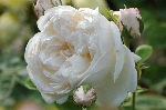 Glamis Castle