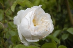 Glamis Castle