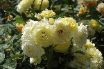 Golden Border