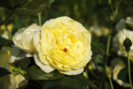 Golden Border