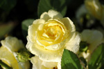 Golden Border