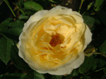 Golden Border
