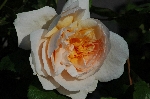 Jayne Austin