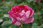 Honorine de Brabant