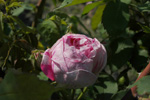 Honorine de Brabant