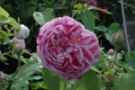 Honorine de Brabant