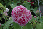 Honorine de Brabant