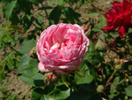 Honorine de Brabant