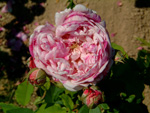 Honorine de Brabant