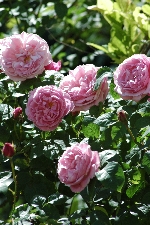 Mary Rose