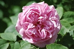 Mary Rose