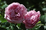 Mary Rose