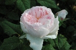 Sharifa Asma