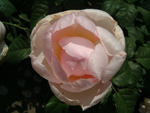 Sharifa Asma