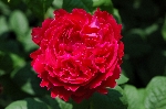 Sir Edward Elgar
