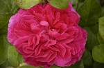 Sophys Rose