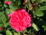 Sophys Rose