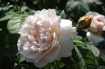 Sweet Juliet