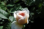 Sweet Juliet