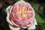 Sweet Juliet