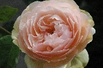 Sweet Juliet