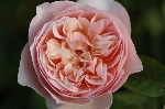 Sweet Juliet