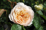 Sweet Juliet
