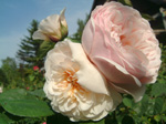 Sweet Juliet