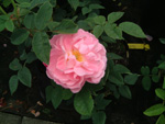Belle Amour