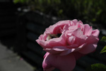 Belle Amour