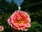 Rose des Cisterciens