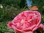 Madame Bovary