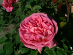 Madame Bovary