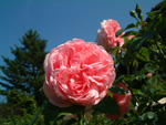 Comtesse de S�gur