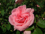 Jardins de Vilandry
