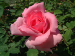 Jardins de Vilandry