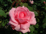 Jardins de Vilandry