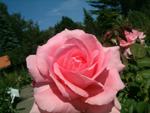 Jardins de Vilandry