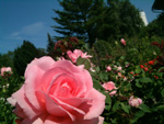 Jardins de Vilandry