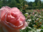 Jardins de Vilandry