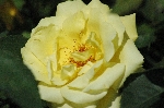 Goldstern